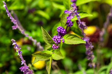 Shrub Callicarpa (Lamiaceae) with purple berries. Close-up. With selective focus.