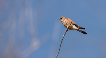 Falco tinnunculus male. Kestrel in the nature.