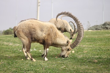 Fototapeta premium ibexes in the forest