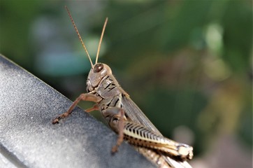 Curious and Social Grasshopper