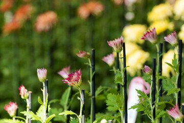 Colorful chrysanthemums in Japanese greenhouse. Close-up.