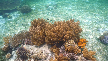 Fish and coral reef. Tropical fish on a coral reef. Wonderful and beautiful underwater world with corals and tropical fish. Hard and soft corals. Diving and snorkeling in the tropical sea. Travel