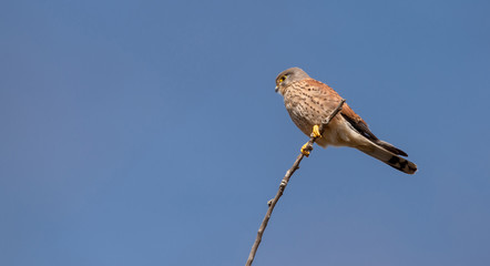 Falco tinnunculus male. Kestrel in the nature.