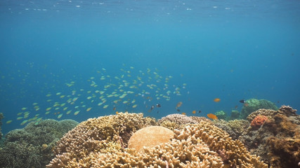 Fish and coral reef. Tropical fish on a coral reef. Wonderful and beautiful underwater world with corals and tropical fish. Hard and soft corals. Diving and snorkeling in the tropical sea. Travel