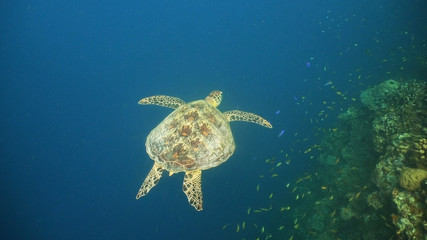 Obraz premium Sea turtle swimming underwater in the sea. Turtle moves its flippers in the ocean under water in the rays of the sun. Wonderful and beautiful underwater world. Diving and snorkeling the tropical sea