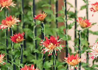 Red chrysanthemums, Tokyo, Japan. Close-up.