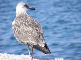 seagull