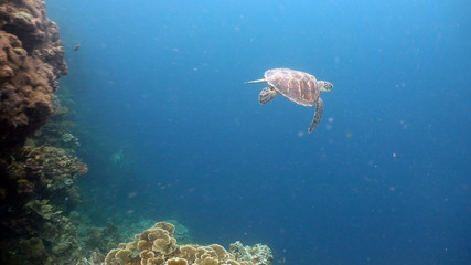 Obraz premium Sea turtle swimming underwater in the sea. Turtle moves its flippers in the ocean under water in the rays of the sun. Wonderful and beautiful underwater world. Diving and snorkeling the tropical sea