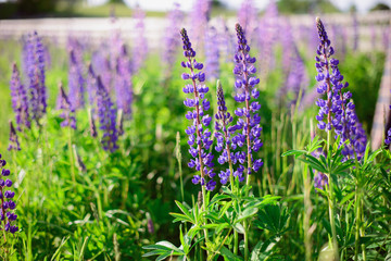 Fototapeta premium Violet flowers in the green field