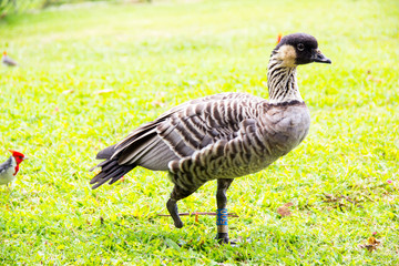 Handicapped Hawaiian Nene Goose