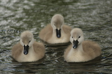 Schwanenbabys
