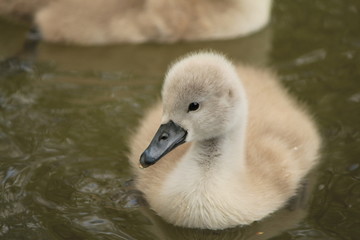 Schwanenbaby