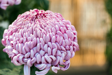 Purple chrysanthemum in a closed Japanese garden. Close-up.