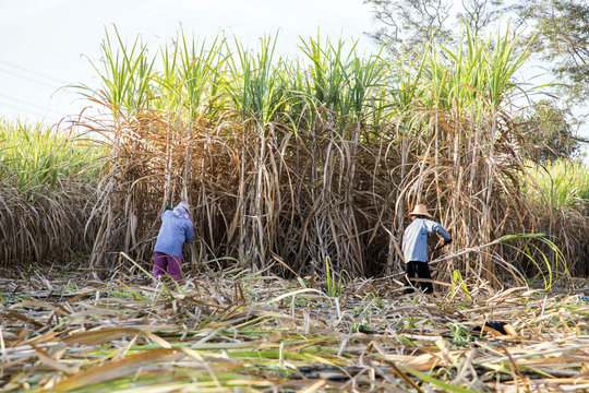 farmer cut sugarcane in harvest season