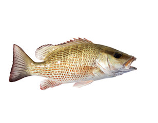 The mangrove snapper or gray snapper (Lutjanus griseus) with open mouth. Isolated on white background