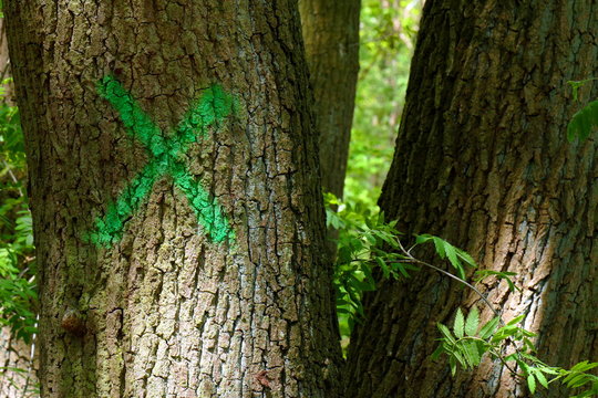 Fototapeta Markierter Baum im Wald