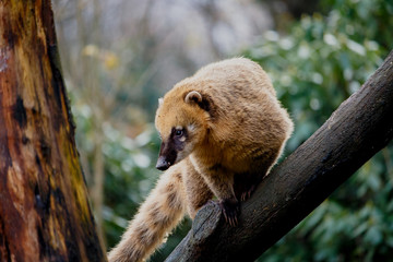 Nahaufnahme von einem Nasenbär