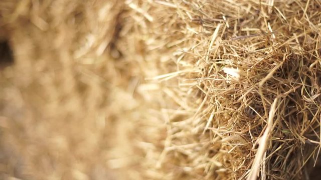 Bale of hay tied with string-2