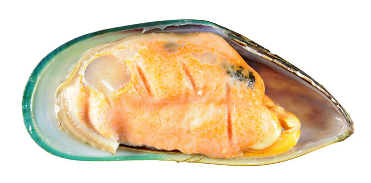 Fresh green mussel in shell isolated on white background