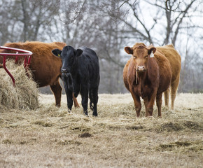 Red and black Angus cattle near a bale feeder in winter in Oklahoma