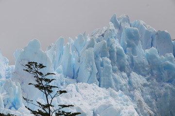 poszarpane i popękane czoło argentyńskiego lodowca z drzewem na pierwszym planie