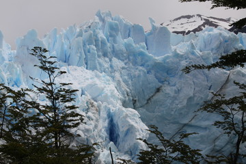 poszarpane zbocze ogromnego lodowca w kolorze biało błękitnym z drzewami iglastymi na pierwszym planie w pochmurny dzień