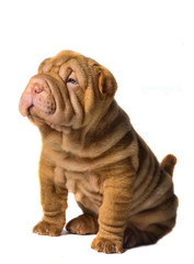 Shar Pei puppy on white background