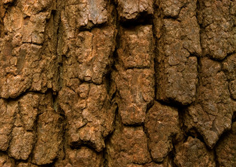 Tree Bark Closeup