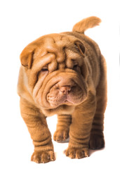 Shar Pei puppy on white background