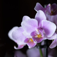 Pinke Orchidee isoliert vor schwarzem Hintergrund