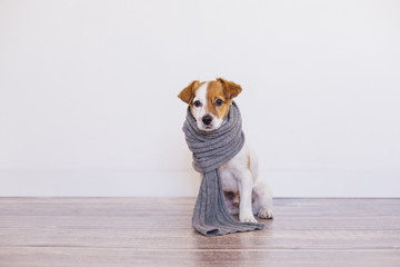 Portrait of a cute young small dog sitting on the wood floor. Wearing grey scarf. He is looking at the camera, Home, indoors or studio. White background.