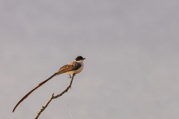 Fork-tailed Flycatcher