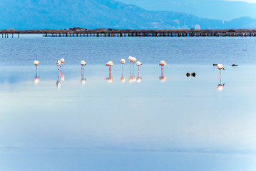 Plakat Beautiful flamingo group in the water in Delta del Ebro, Catalunya, Spain.
