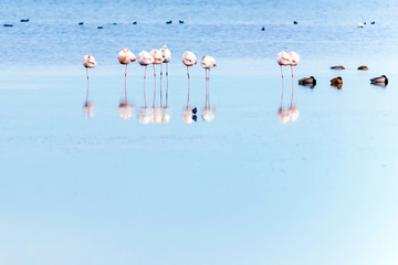 Beautiful flamingo group in the water in Delta del Ebro, Catalunya, Spain. Copy space for text.