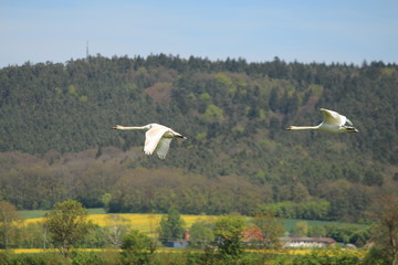 fliegende Schwäne