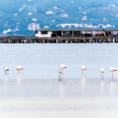 Fototapeta premium Beautiful flamingo group in the water in Delta del Ebro, Catalunya, Spain. Copy space for text.