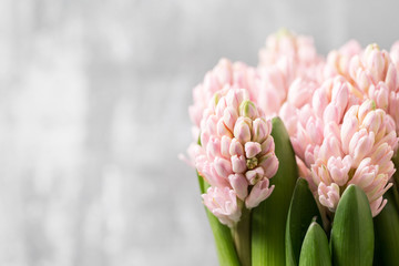 Still life flower hyacinth. Bulbous plant, which grows in the garden area and in the home. Copy...