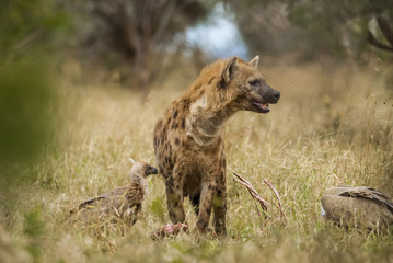 Hyena eating, Africa