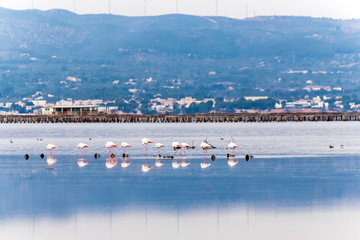 Fototapeta na wymiar Beautiful flamingo group in the water in Delta del Ebro, Catalunya, Spain. Copy space for text.
