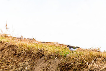 Bird on the Delta del Ebro, Catalunya, Spain. Copy space for text.