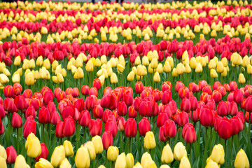 Colorful red and yellow tulips in spring.