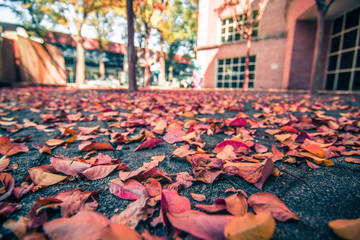 aututmn season in charlotte north carolina
