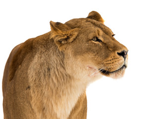 Fototapeta na wymiar Lion, Panthera leo, lionesse portrait on white background