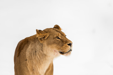 Female lion, Panthera leo, lionesse portrait, head on bright, soft background