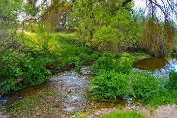Fototapeta na wymiar Beautiful and clear river through green vegetation. Peaceful place