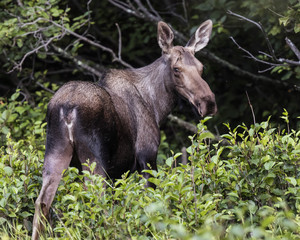 Moose