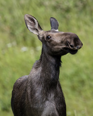 Fototapeta premium Moose