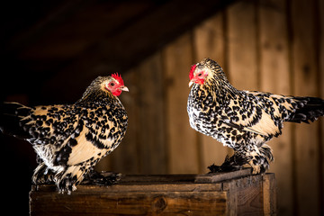 Federfüßiges Zwerghuhn