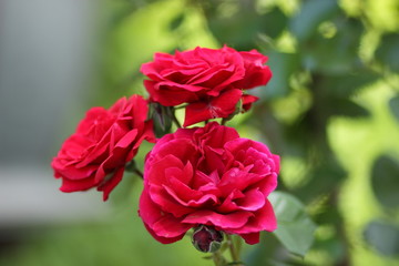 Red roses, flowers for Valentine's Day, a gift, a bouquet of red roses on March 8, a female dream, spring flowers in the botanical garden