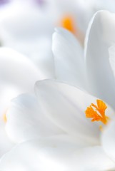 Blühende weiße Krokusse im Sonnenlicht, Niedersachsen, Deutschland, Europa 